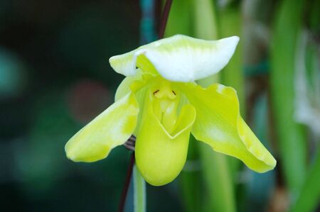 The orchis of spring, green lady slipperの写真素材