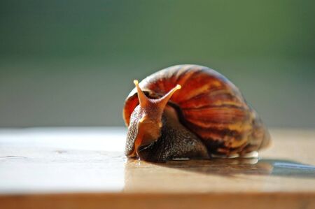 A close up shot of brown color snailの写真素材