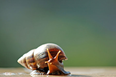A close up shot of brown color snailの写真素材