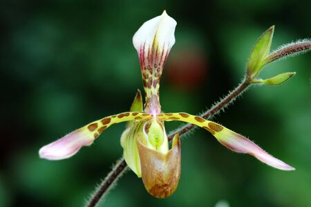 The orchis of spring, green lady slipperの写真素材