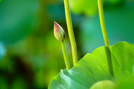 The lotus bud beside the stems of lotus and leafの写真素材