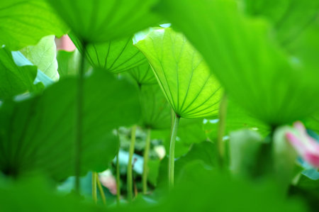 The texture of lotus leaves under sunshine viewing from bottomの写真素材