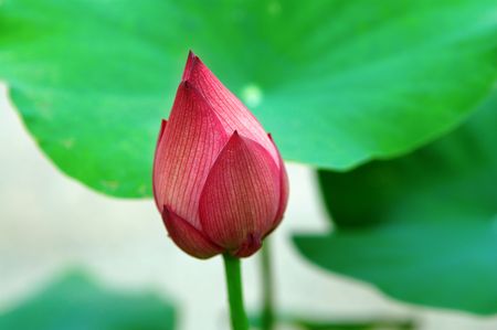 A red lotus bud over green leaveの写真素材