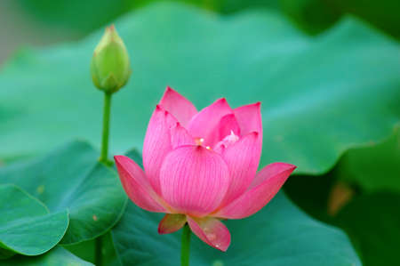 View of lotus flower and bud over greenの写真素材