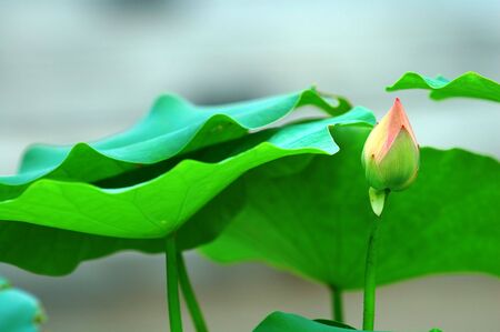 The small lotus bud and green leavesの写真素材
