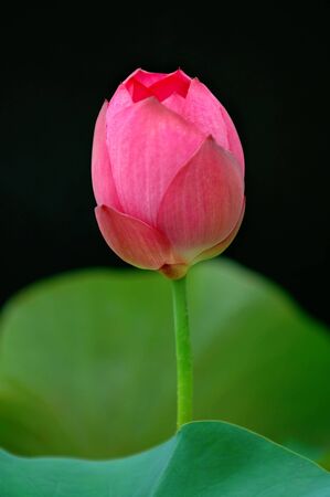 The blooming of lotus flower over blackの写真素材