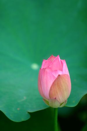 The lotus flower in front of a green padの写真素材