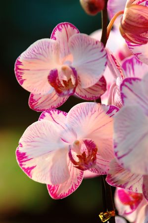 A close up shot of white orchidの写真素材