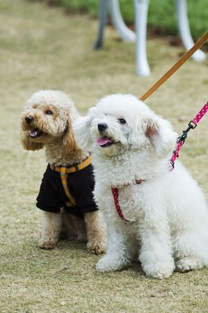 Two adorable dogs sitting in lawn side by sideの写真素材