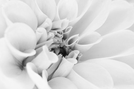 The close up center of dahlia flowerの写真素材