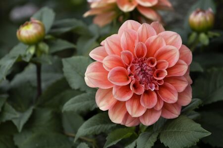 The beautiful pink and red dahlia flowersの写真素材