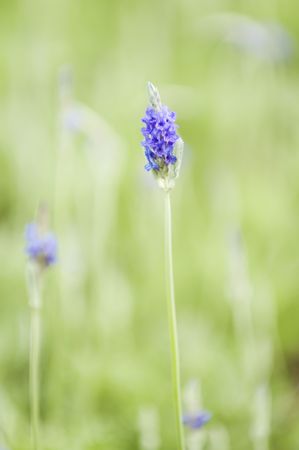 Close up of two lavender flowers over green backgroundの写真素材