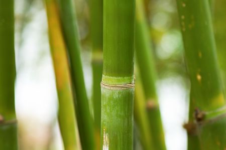 A bundle of green bamboo in gardenの写真素材