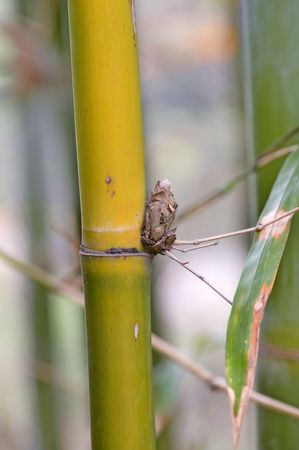 A close up shot of stem of bamboo の写真素材