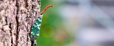 Close up view of Pyrops candelaria on treeの写真素材