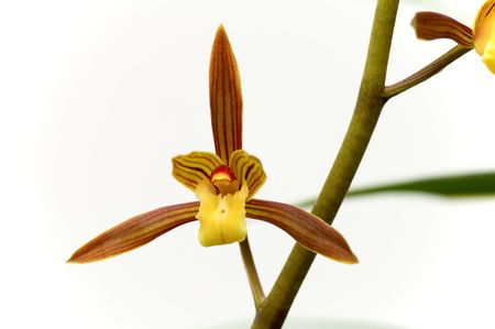 Pink orchid over whiteの写真素材