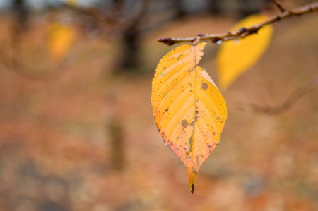 The close up view of yellow in fall