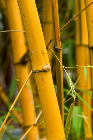 A bundle of yellow bamboo in gardenの写真素材