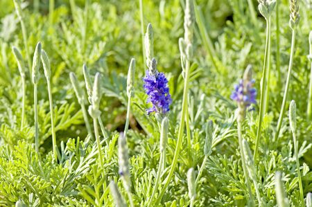 Close up of lavender flowers over green backgroundの写真素材