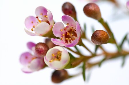Small pinky flowers with detailsの写真素材