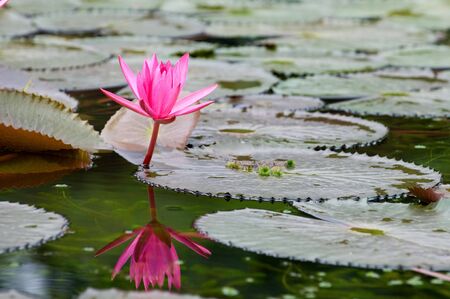 A single pink water lily with reflection over waterの写真素材