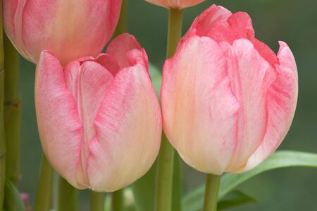 Closeup of pink tulipsの写真素材