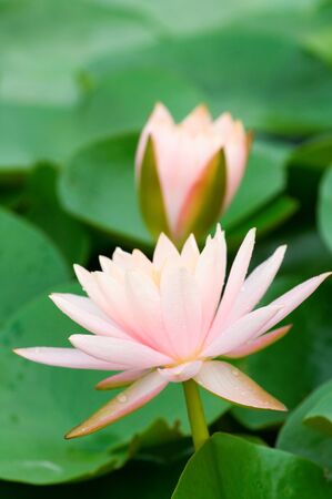 The blooming (detail) of pink water lilies over green leafsの写真素材