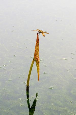 The close up of dragon fly on top of lotus leaf over waterの写真素材