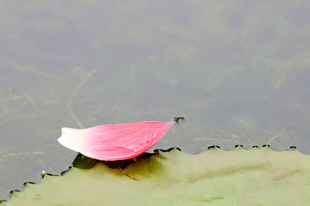 Close up of pink lotus petal floating over water の写真素材
