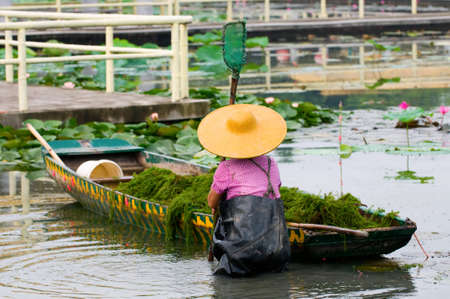 A woman with hat working in lotus poolのeditorial素材