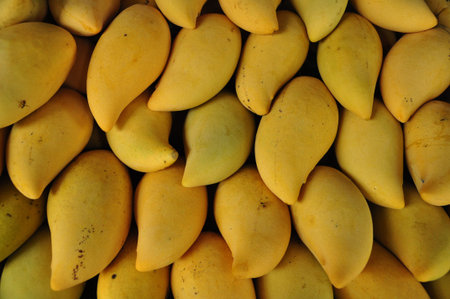 Nam Dok Mai mangoes on fruit shelf, Chiang Mai, Thailand