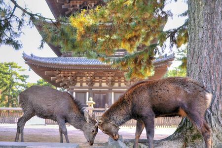 Deerの写真素材