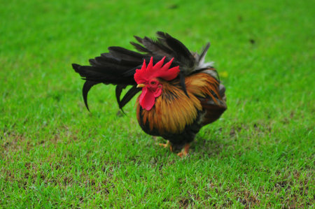 Cock