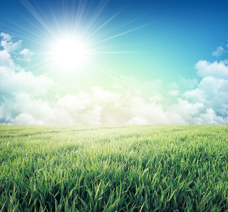 Fresh field of green grass growing slowly under the rising sunの写真素材