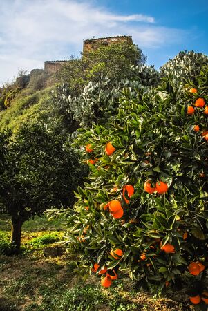 Orange Tree on a farm in Sicily, Italyの写真素材
