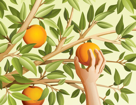 Vector illustration of harvest peaches.のイラスト素材