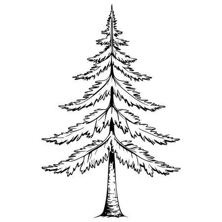 Black and white line drawing of pine tree, ideal for coloring or nature illustrationのイラスト素材