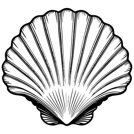 Detailed scallop seashell illustration in black and white styleのイラスト素材