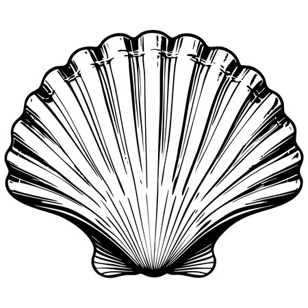 Beautiful seashell line art illustration perfect for beach themed coloring and decorのイラスト素材