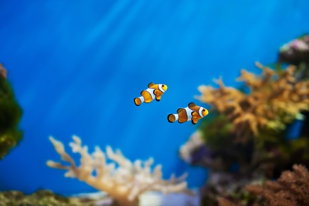 clown fish in the aquariumの写真素材