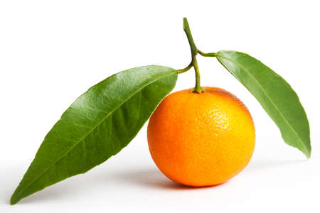 ripe tangerines with leavesの写真素材