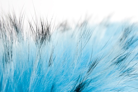 blue fluffy furの写真素材