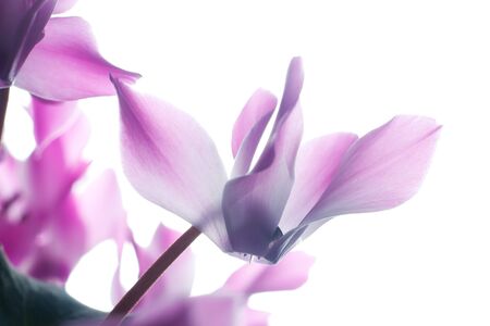 Pink cyclamen flowerの写真素材