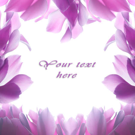 Pink cyclamen flowerの写真素材