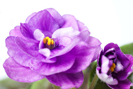 violet flowers の写真素材