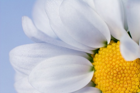 White chrysanthemum flowersの写真素材