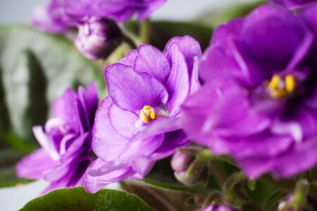 violet flowersの写真素材