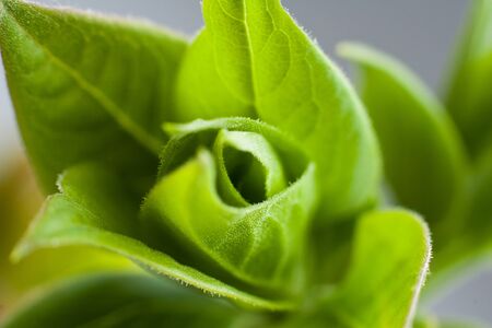 young green leaves の写真素材