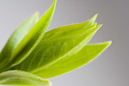 young green leaves isolated on grayの写真素材