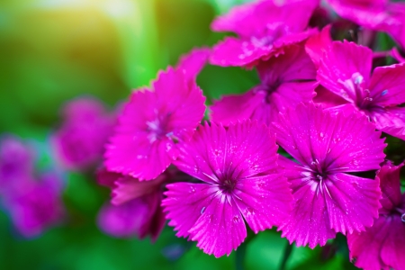 few carnation flowers on green blurred backgroundの写真素材